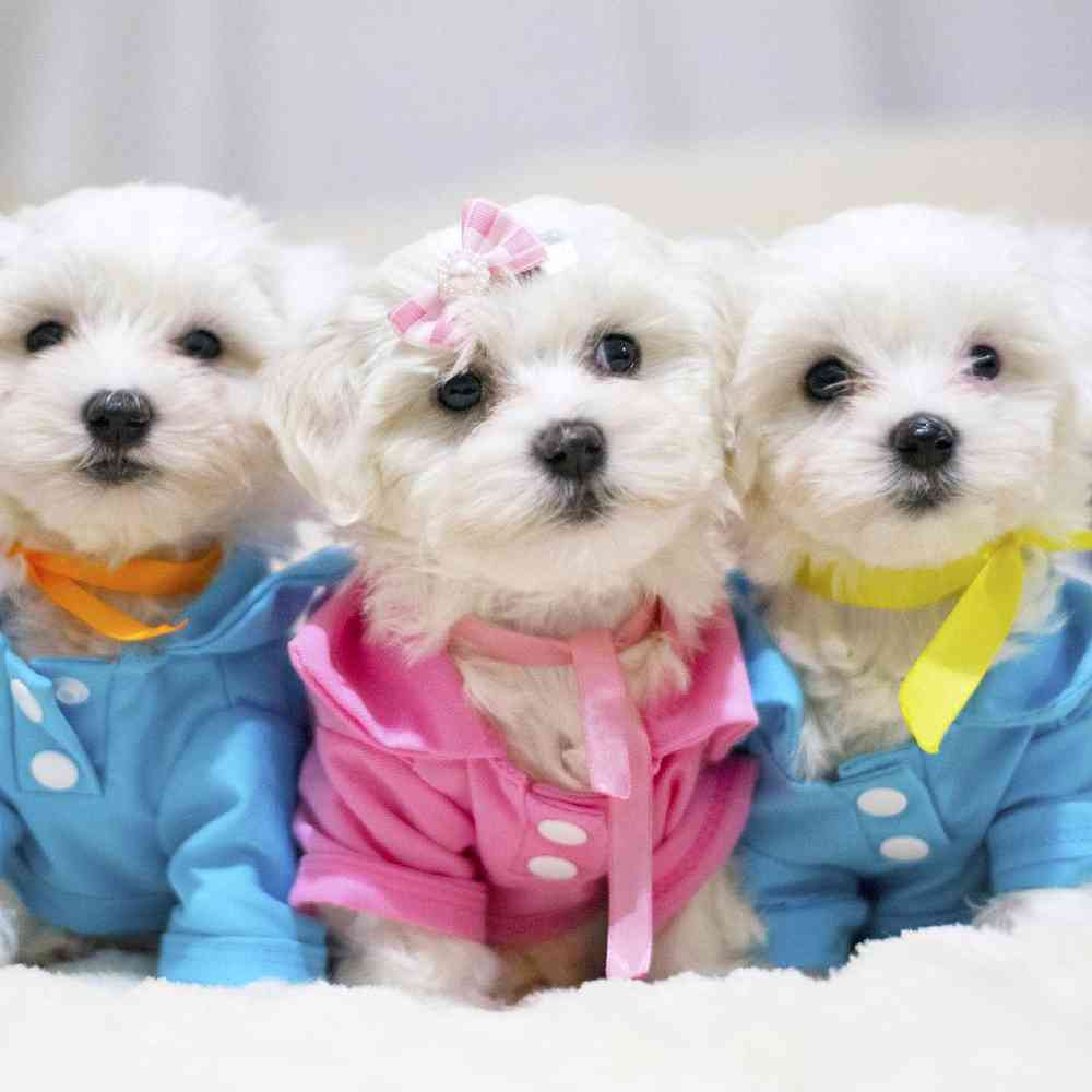 Maltese Puppies for Sale