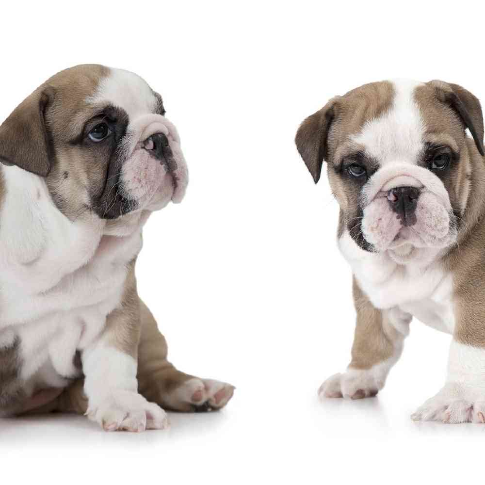 English Bulldog Puppies for Sale