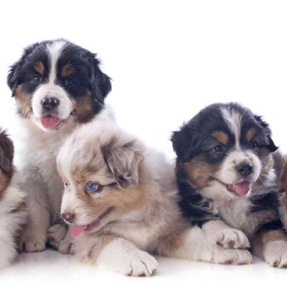 Mini Aussie image